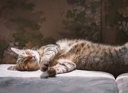 wie lange schlafen katzen und wann sind