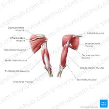 The names of the two muscles that bend and straighten the arm are biceps and triceps. Bicep Muscles Anatomy Anatomy Drawing Diagram