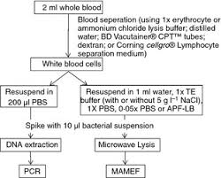 flow chart of procedure for blood lysis