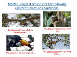 They are arboreal, live in communities, and the rainforests of brazil in. Tropical Rainforests Lesson 4 Animal Adaptations Teaching Resources