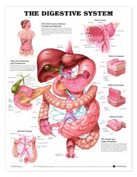 Up To Date Medical Anatomy Chart Human Organ Placement Chart