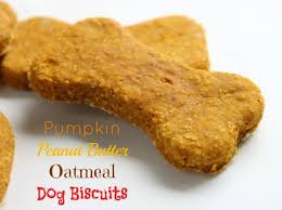 pumpkin peanut er oatmeal dog