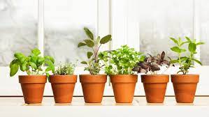 How To Grow Herbs Indoors Create Your