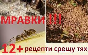 При изписване на заглавието и етикетите против мравки , понякога те могат да бъдат написани като:зидшсу пиьунс ; Koj Preparat Protiv Mravki V Kshi E Ok Borba S Mravkite V Kuhnyata I Dr Paralel 42