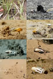 fiddler crabs and their above ground