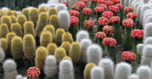 45 Cactus Garden Ideas