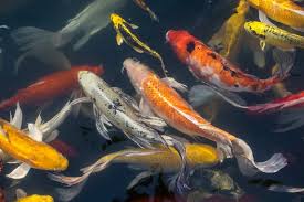 13 Different Types Of Koi Fish