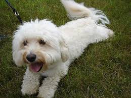 Havanese Fun Facts And Crate Size Pet Crates Direct