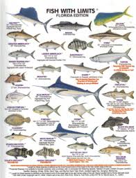 Florida Fish Boat Charters Wildlife Ocean