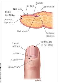 Evaluation Of Nail Abnormalities American Family Physician