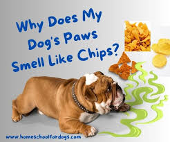 why do dog paws smell like doritos or