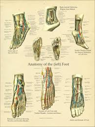 Foot Anatomy Poster