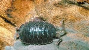 how to get rid of woodlice in the home