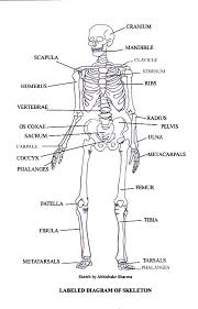 The information can be in the form. Skeletal System Our Body More Than Skin And Bones