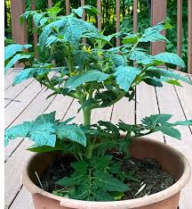 Growing Tomatoes In The City Backyard