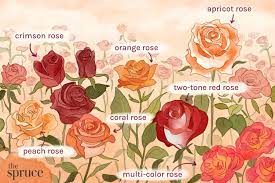 15 types of roses for your garden