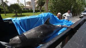 Florida Algae Crisis Noaa Investigating High Dolphin Deaths