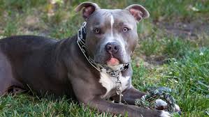 Pit Bull Health How To Properly Feed Your Pit Bull