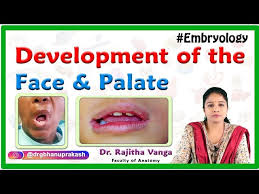 palate embryology lectures