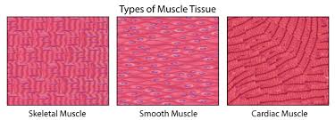 Muscles Read Biology Ck 12 Foundation