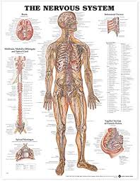 It regulates homeostasis in the body by controlling heart rate, digestion. The Nervous System Anatomical Chart Anatomical Chart Company Amazon De Gewerbe Industrie Wissenschaft