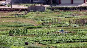 Flowers And Trees Vegetables Paddy