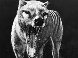 Thylacine pictures in one location. Stripes Tail In Tassie Tiger Sightings Narooma News Narooma Nsw