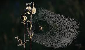 How To Identify Spider Webs In Your