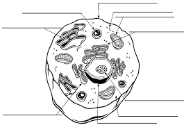 Learn vocabulary, terms, and more with flashcards, games, and other study tools. Eukaryotic Animal Cell Coloring Pages