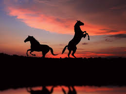 free horses wallpapers horse