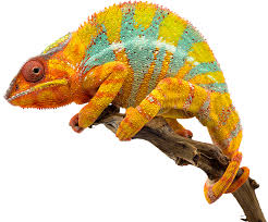 chameleons canada madagascar reptile