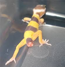 What To Do If A Leopard Gecko Drops Its Tail Pethelpful