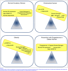 does progesterone cause weight gain or