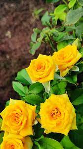 hd yellow pink roses wallpapers peakpx