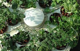 Hydroponic Herb Garden Systems And