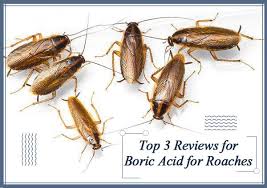 boric acid for roaches how to use the