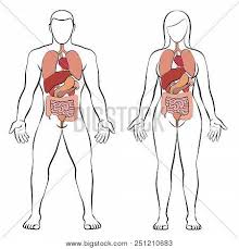 Find the perfect female body diagram stock photos and editorial news pictures from getty images. Digestive Tract Vector Photo Free Trial Bigstock
