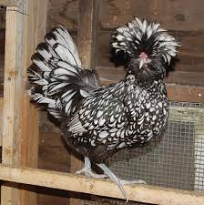 We did not find results for: The Polish Chicken The Royalty Of Poultry Backyard Poultry