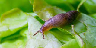 get rid of snails slugs with coffee