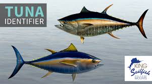 Tuna Identifier Fishtrack Com