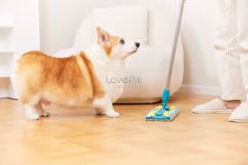 dog cleaning images hd pictures for