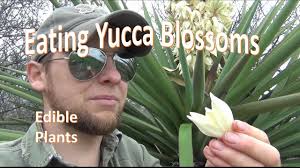 You can cook them or eat raw while they're tender. Yucca Flower How To Handle A Flowering Yucca Plant