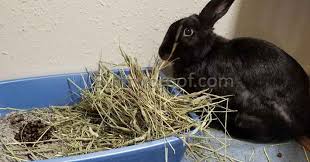 what s the best litter tray for my bunny