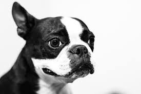 List of french bulldog mixed breed dogs. How To Adopt A Boston Terrier And What To Look For