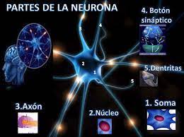 Cerebro y Mente : Blog de Emilio Silvera V.