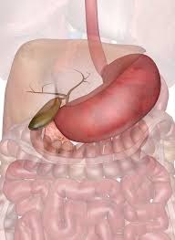 Stomach Gallbladder And Pancreas Interactive Anatomy Guide