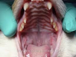 cat soft palate cleft repair