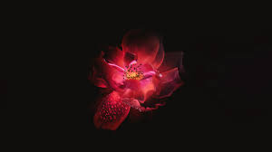 2560x1440 Red Flower Black Background ...
