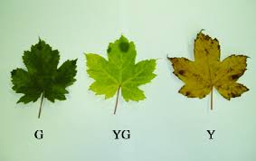 maple leaves used as a plant material