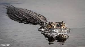 14,166 Alligator Photos and Premium High Res Pictures - Getty Images